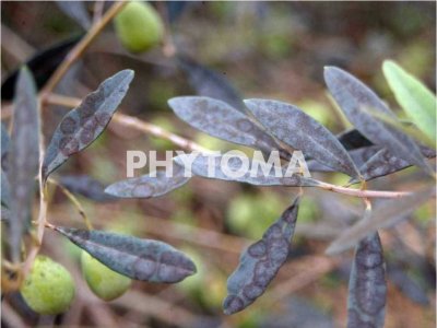 Spilocaea oleagina